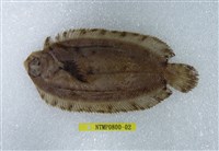 藏品(舌形斜頜鰈)的圖片